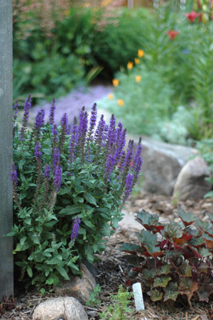 purple flowers