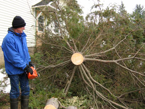 tree cutting